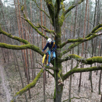 Aufnahme aus einer Übung zum Umgang mit morschen, bemoosten Bäumen